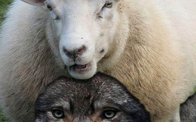 sheep-wolf_orig