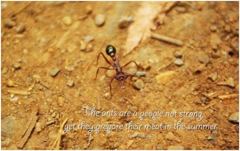ants_a_people_not_strong